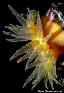 Yellow gem (Leptopsammia pruvoti) by Marco Faimali (ismar-Cnr) 
